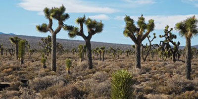 Joshua Trees at Lee Flat